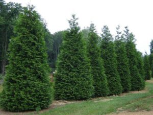 Professional privacy tree planting creating natural green screen in Cumming GA backyard