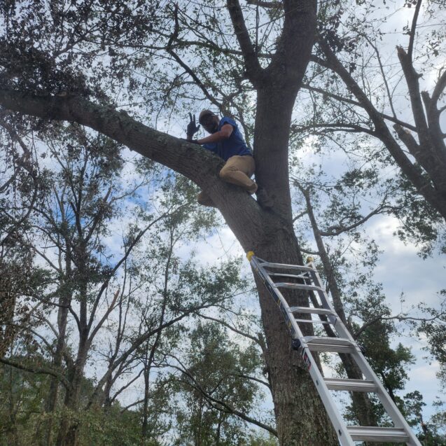 Barber Landscaping Tree Trimming Tree trimming Cumming GA