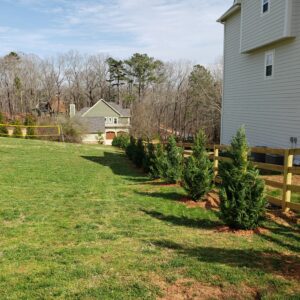 Fast-growing Green Giant Arborvitae privacy trees planted in Cumming Georgia